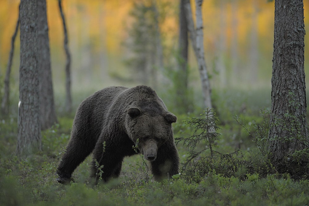 björnskådning Norrigården björnen
