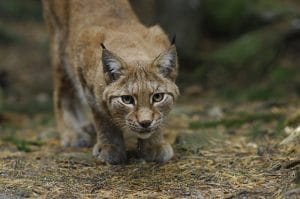 Barnens Hälsingland Järvzoo lodjur