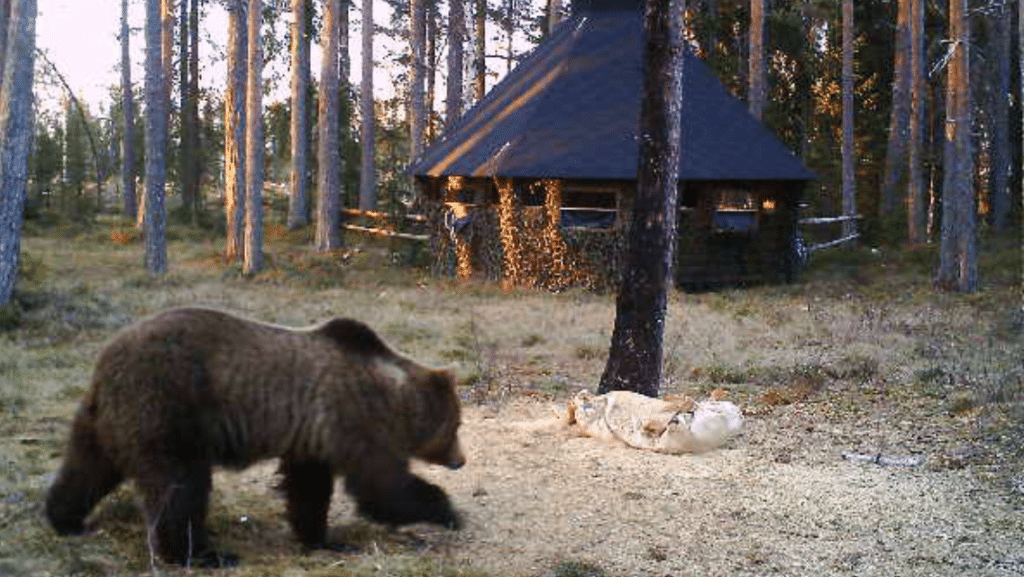 Noriigårdens björngömsle
